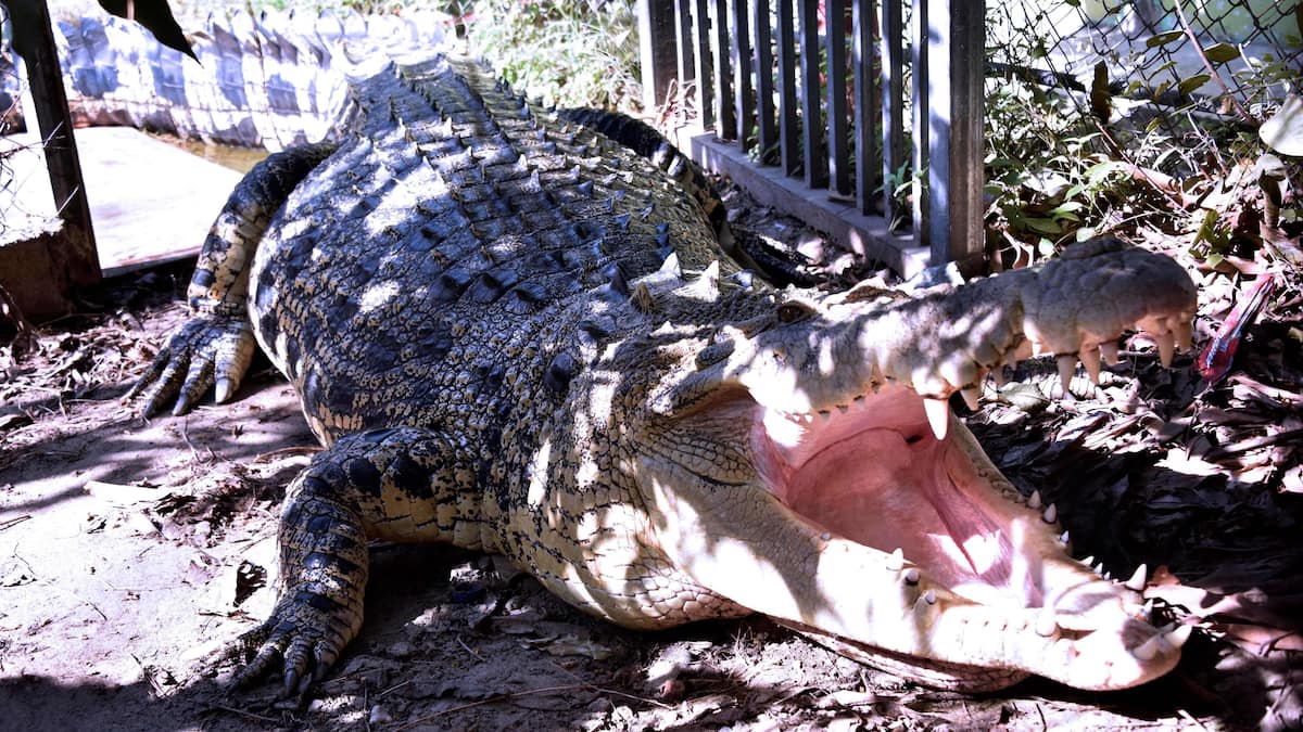 An Australian man survives a crocodile attack by relaxing his jaw

