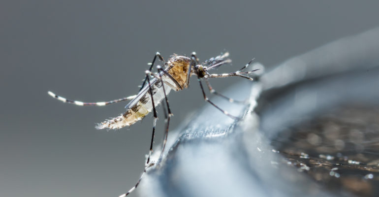 237 cas de dengue diagnostiqués depuis début 2021
