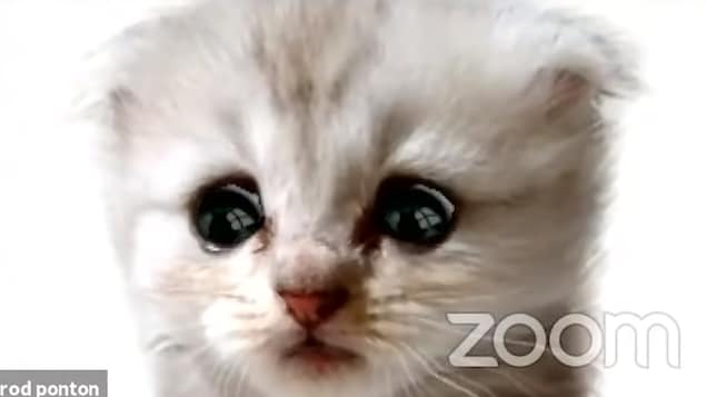 Un chaton avec les yeux tristes sur le logiciel de visioconférence Zoom. 