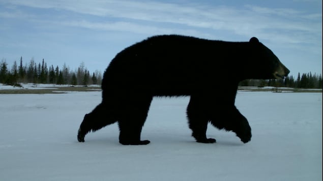 Un ours noir marchant sur la neige.