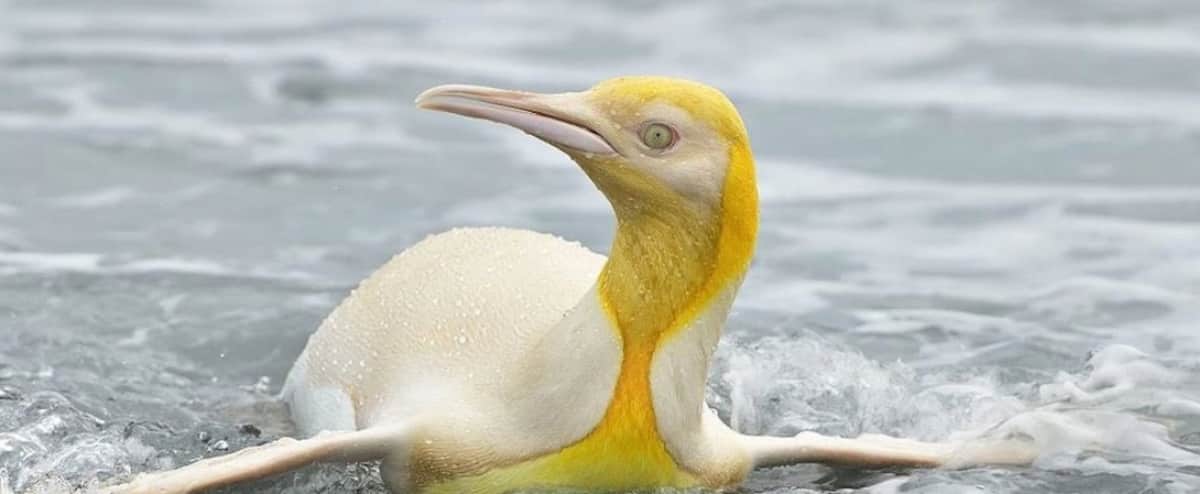 A rare yellow penguin was photographed

