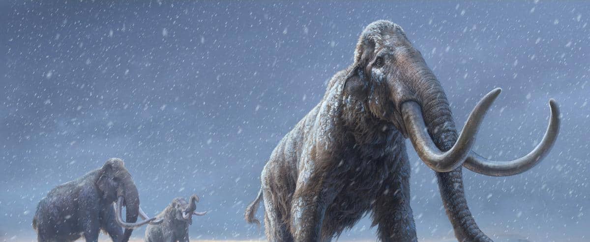 Sequence of the world's oldest DNA on a mammoth

