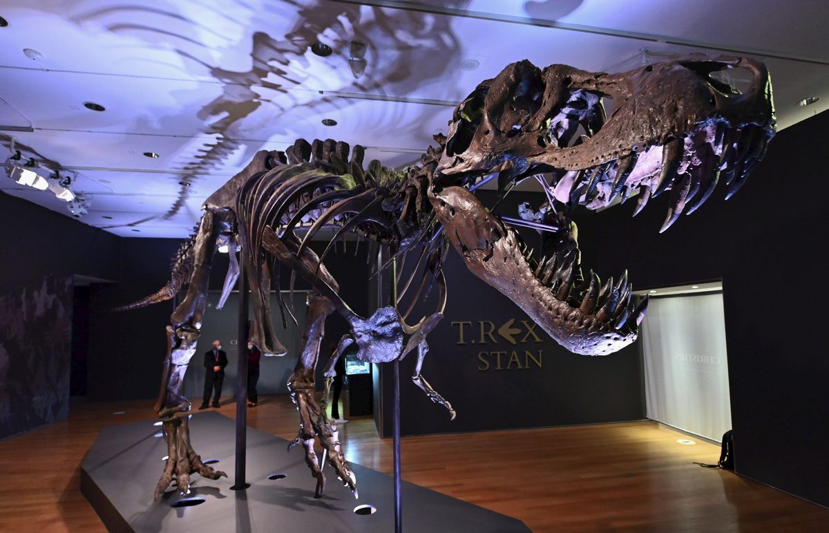   Teenage T-Rex Allegedly Overthrown Smaller Dinosaur Species |  Science |  News |  the sun

