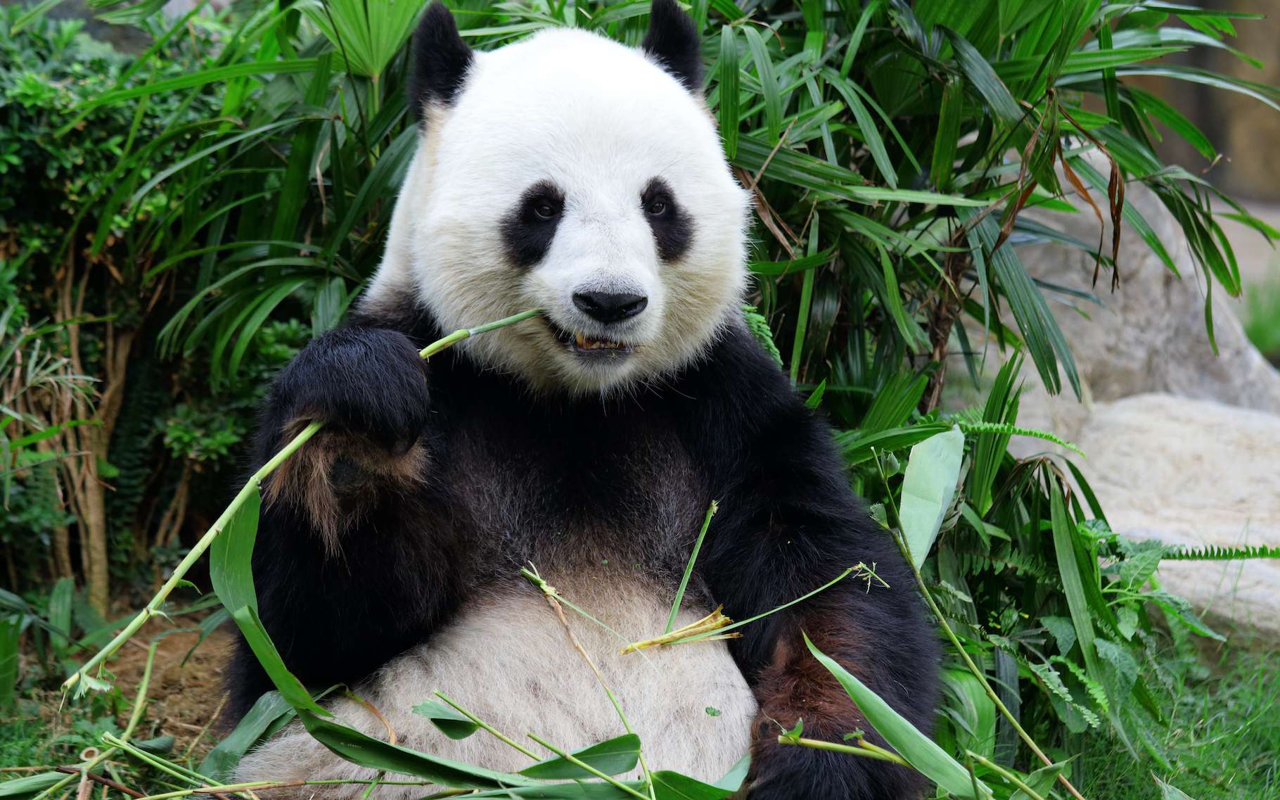 Le panda géant, avec son allure débonnaire, ne semble pas des plus futés. Pourtant, il a su mettre au point une stratégie plutôt efficace pour lutter contre la sensation de froid… pas si bête. © leungchopan, Adobe Stock