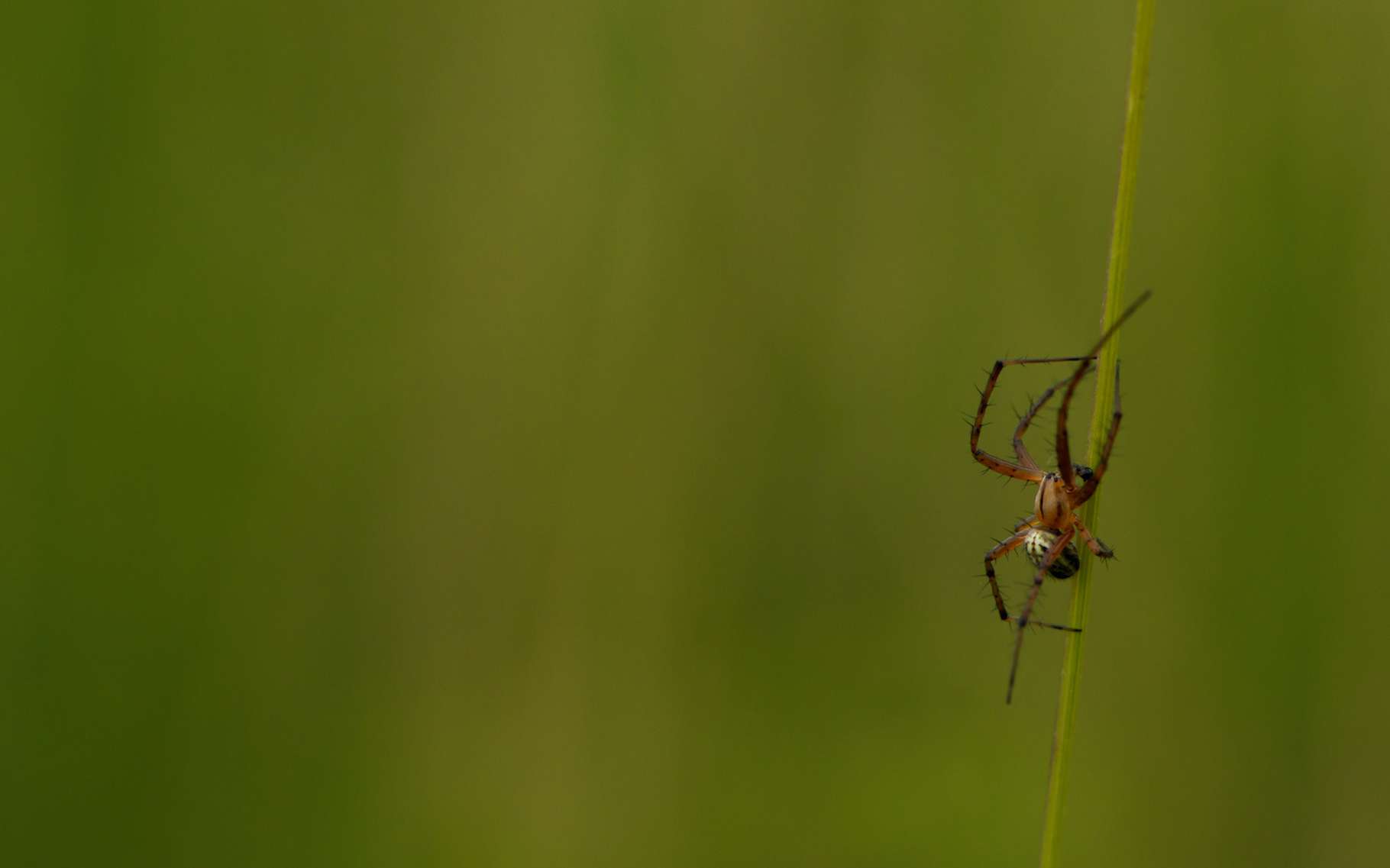 Souvent, les araignées font peur. C’est en partie par méconnaissance. Car la plupart sont inoffensives. Elles sont parfois même très ingénieuses. Si si, les chercheurs l’affirment : les araignées ne sont… pas si bête. © AMAR, Adobe Stock
