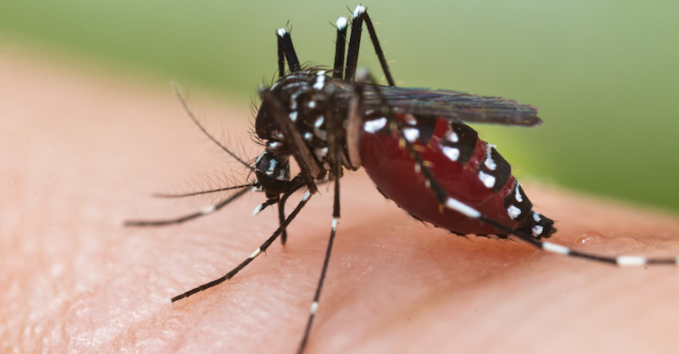 758 nouveaux cas de Dengue : L
