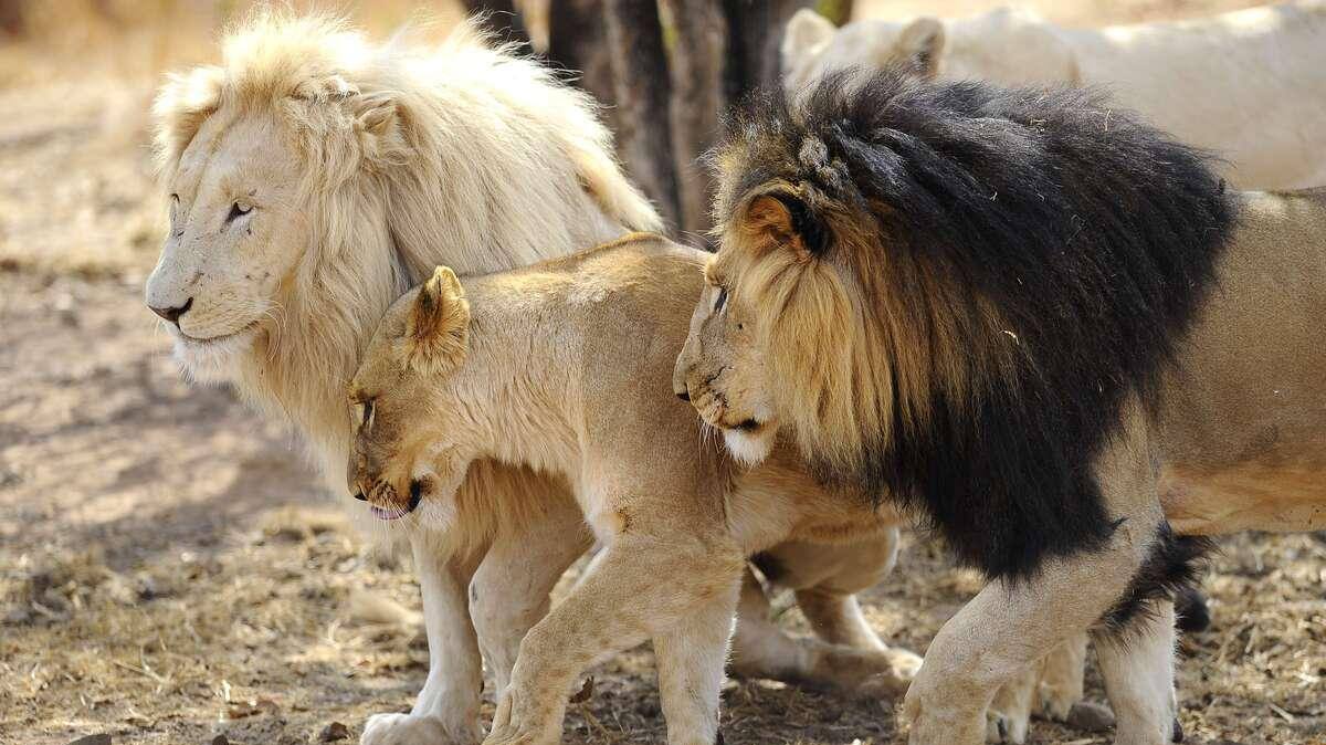 Al-Tracker eats two young lions in South Africa

