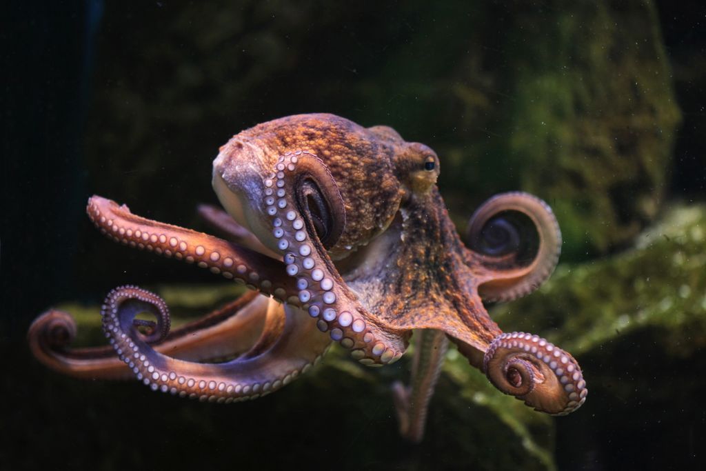   Do octopuses have dreams?  Perhaps, but not long ... |  Science |  News |  the talk

