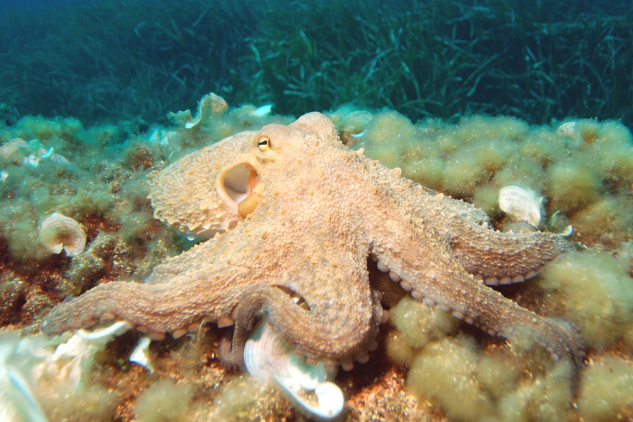 Octopuses likely have dreams, but they aren't dreams very long

