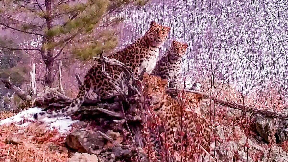 Rare photos of a female Amur leopard and her cubs


