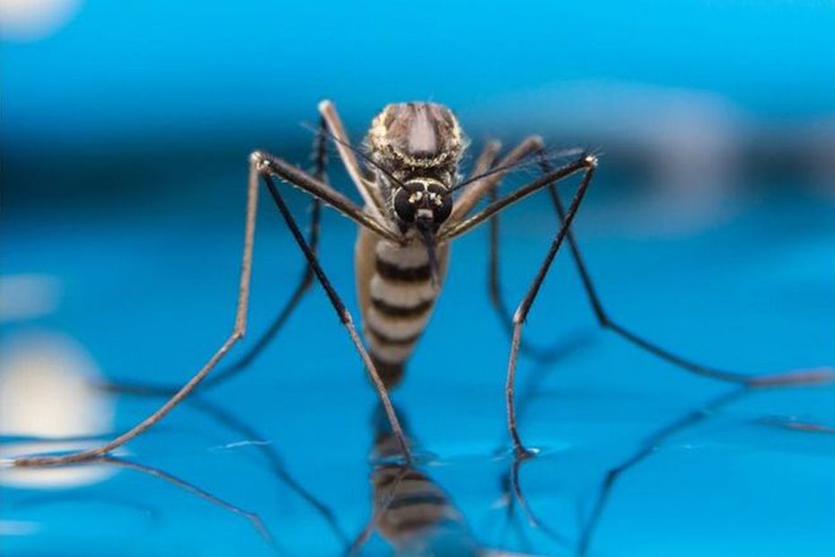 The dengue fever epidemic has accelerated, with 435 new cases and 21 municipalities affected

