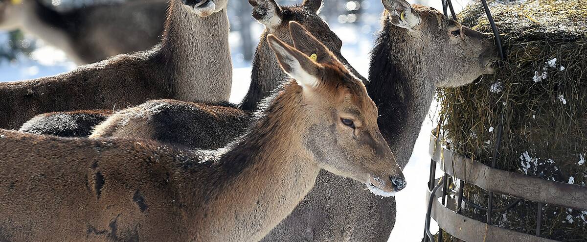 The spread of mad deer disease worries hunters

