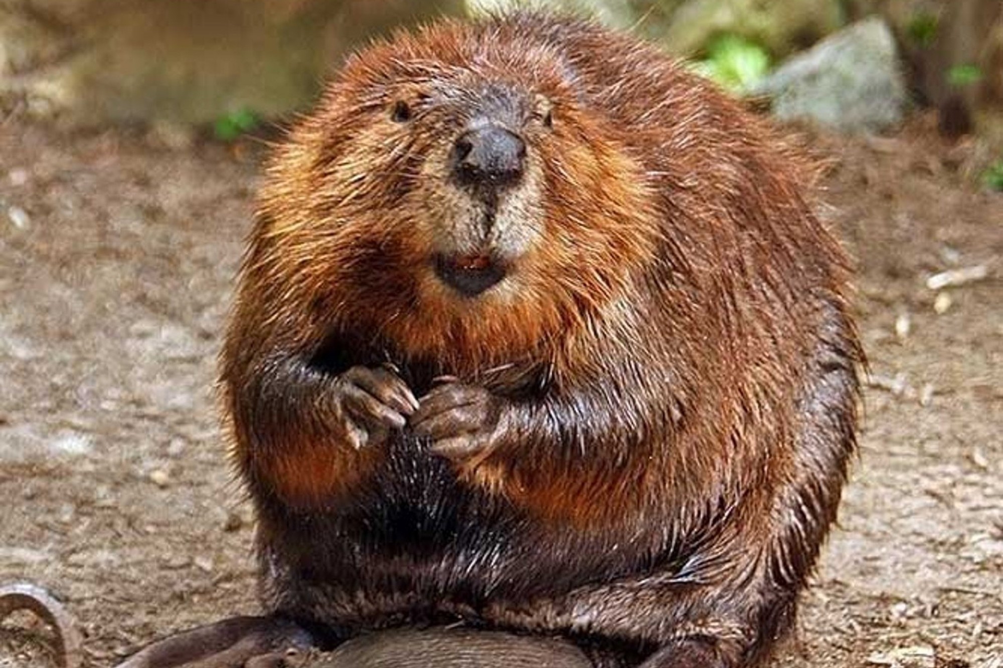 A town denied to beavers from the Internet

