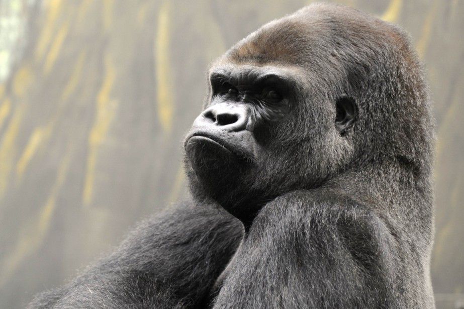   At the sound of drums, gorillas assess their strength |  Science |  News |  the sun

