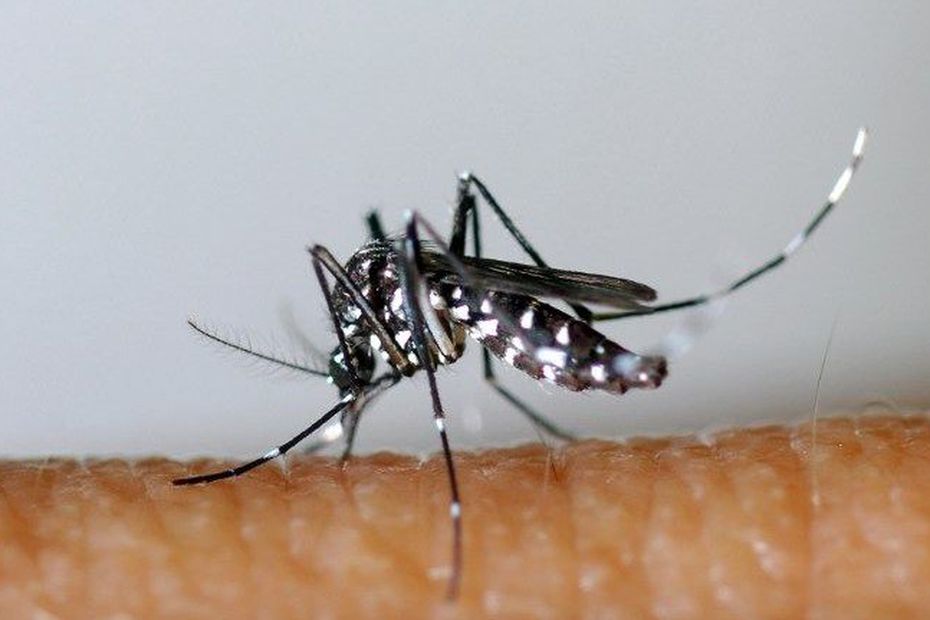 The return of the tiger mosquito with good days raises fears of dengue fever cases

