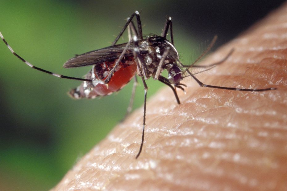 ARS announces that a tiger mosquito has taken root in Doubs and Jura

