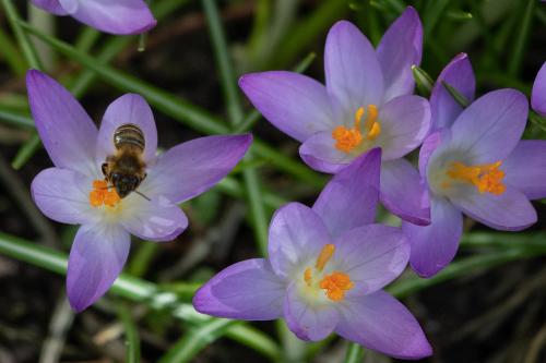 Bees have been trained to detect Covid-19 using their sense of smell

