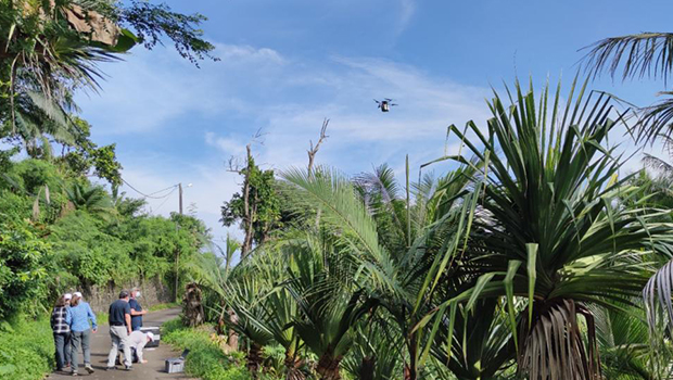 Dengue fever: the first release of sterile mosquitoes by a drone on Reunion Island

