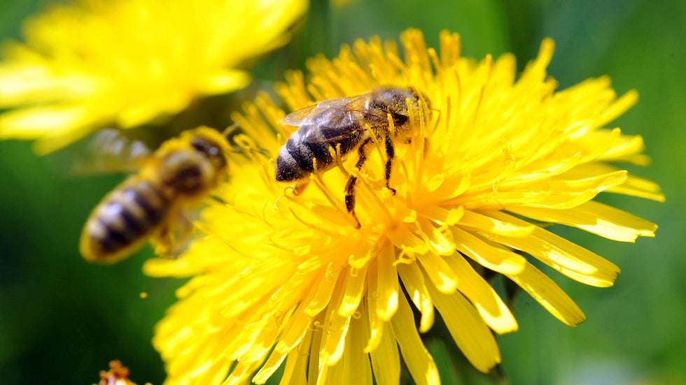 Scientists train bees to identify coronavirus infection

