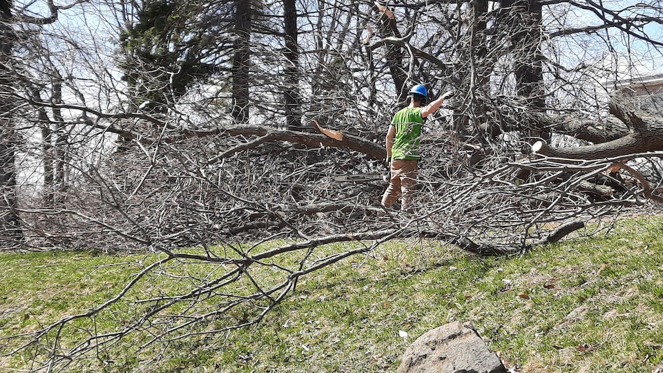 A man began cutting trees from trees on the outskirts of the Church of Saint-Louis de France in Quebec