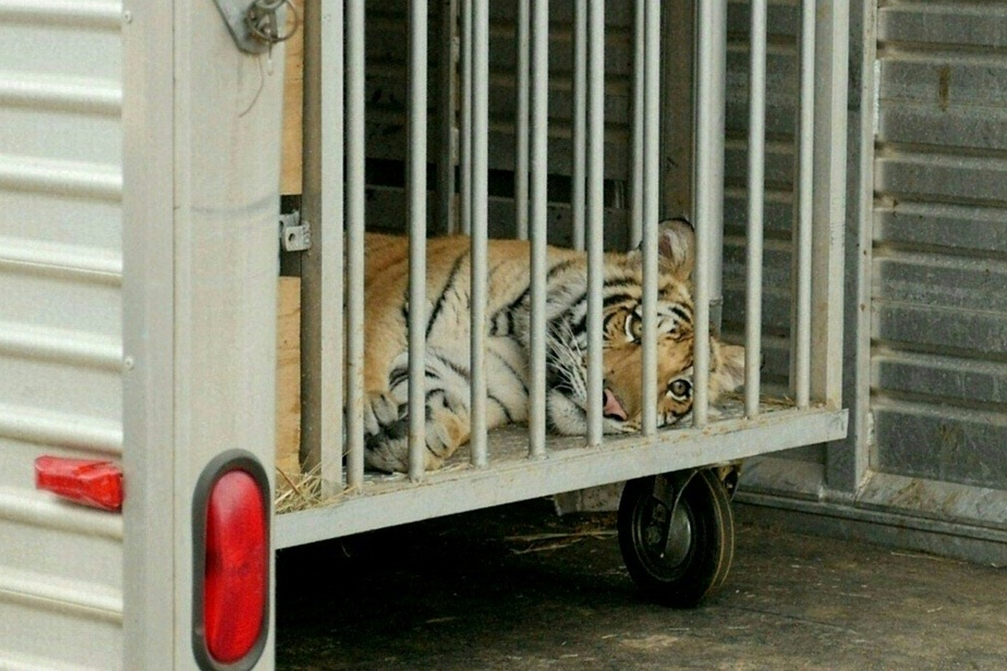   Texas |  A runaway tiger was found after a week of searching

