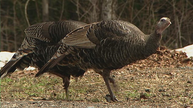 The curfew slows down the hunting of wild turkeys

