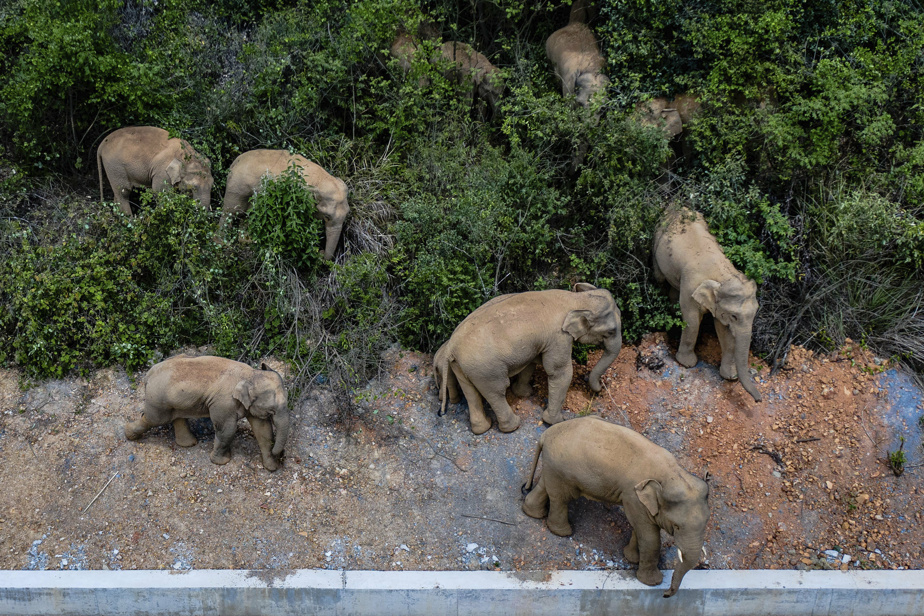   China |  Great wall of trucks against a herd of elephants

