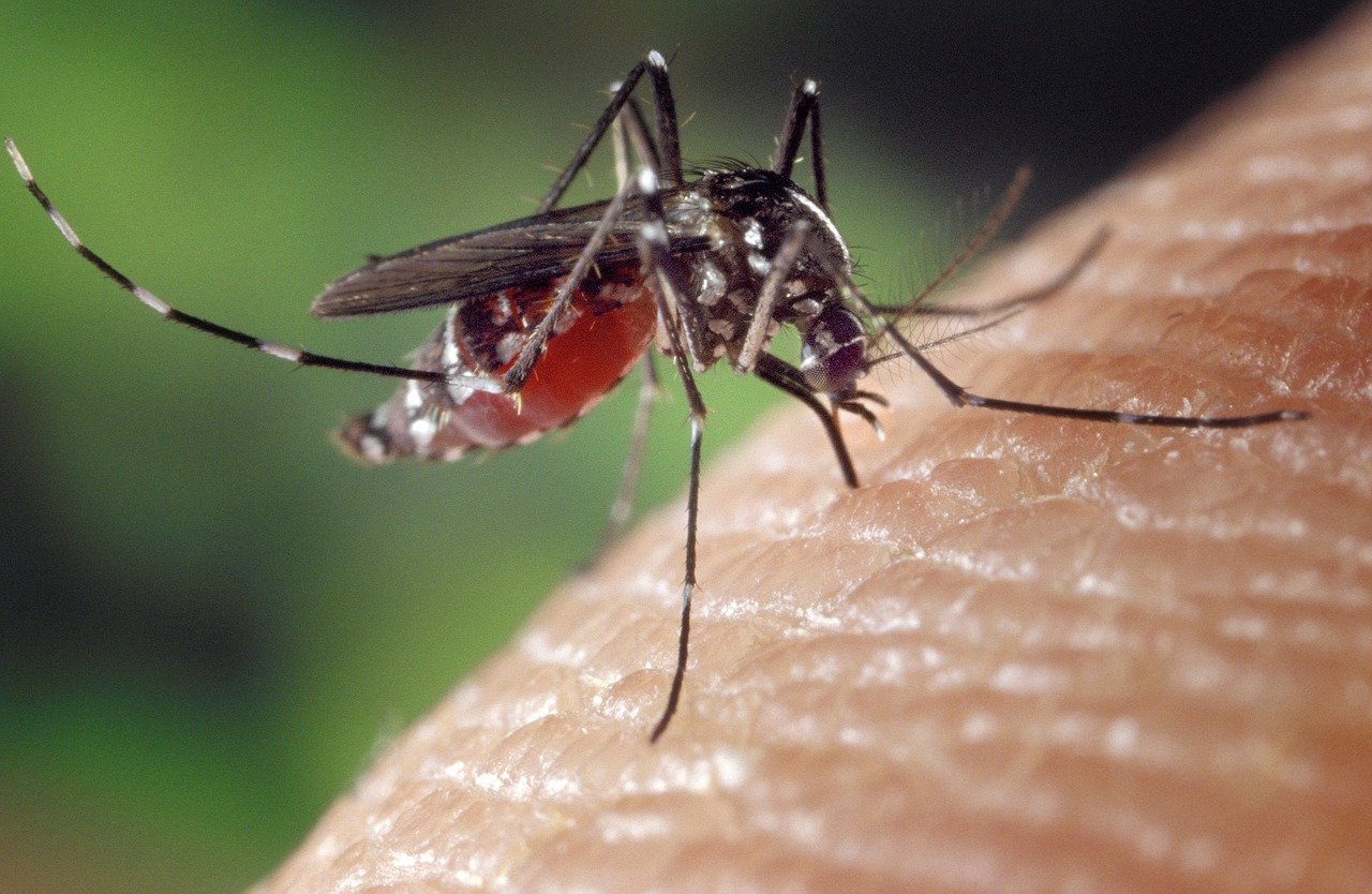 Mosquitoes and bacteria can get rid of dengue fever

