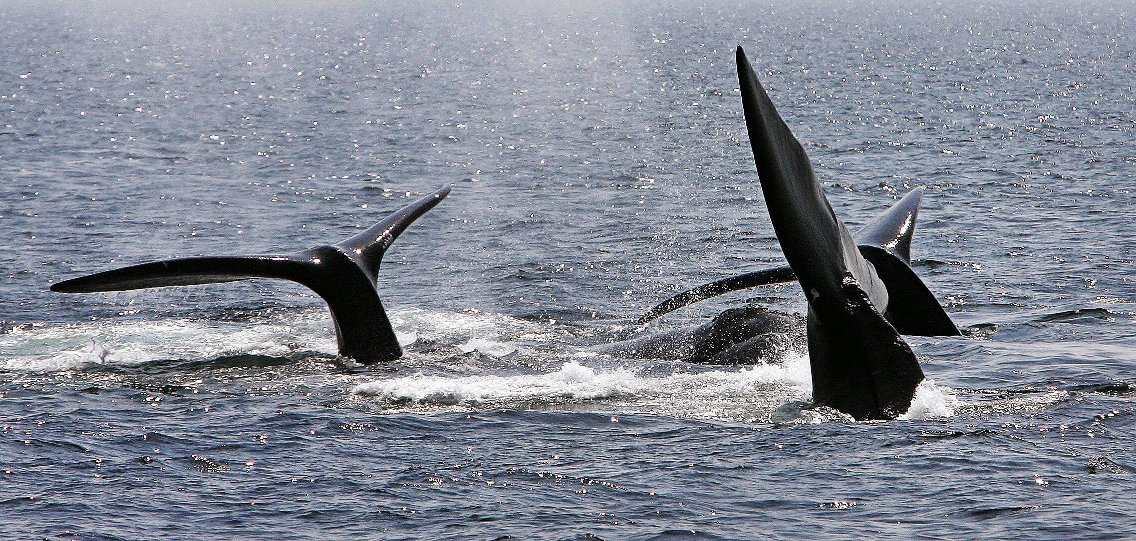 Whale survival depends on stopping rope fishing


