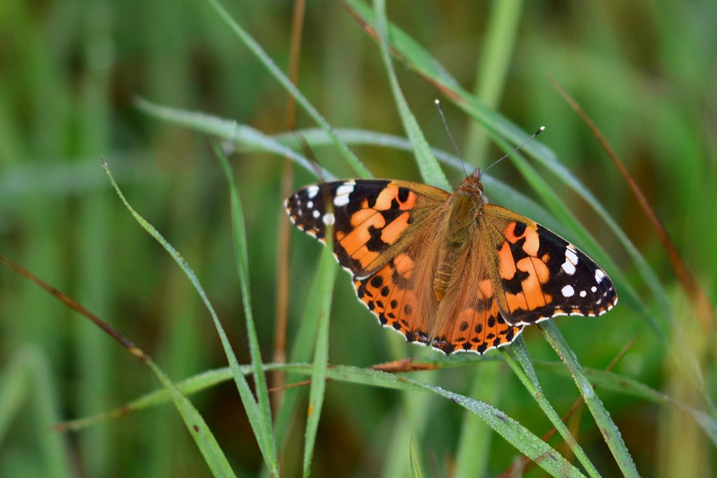 The butterfly effect of climate change

