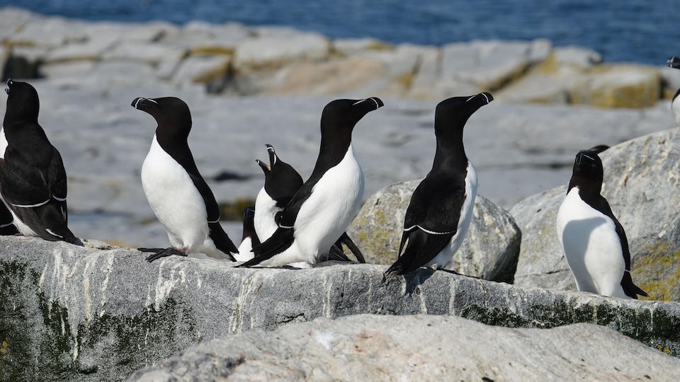 Six little penguins on a rock.  sea ​​in the background.