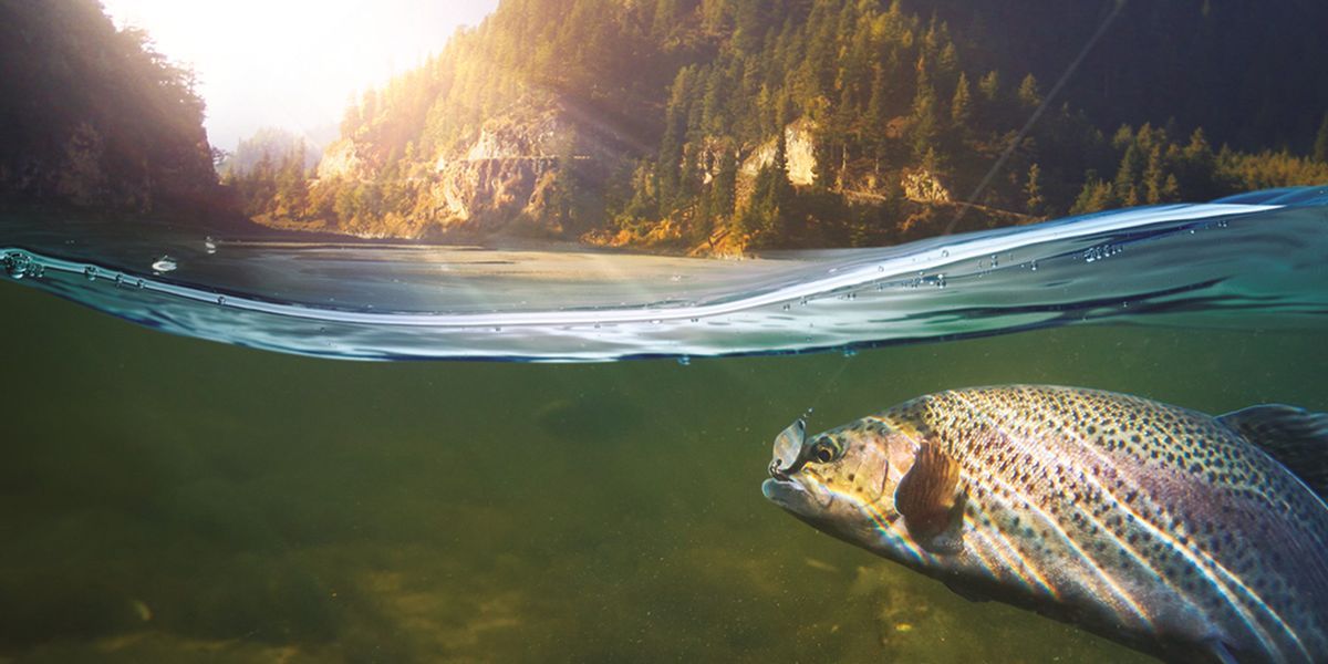   Is trout in the moon?  |  science |  news |  the sun

