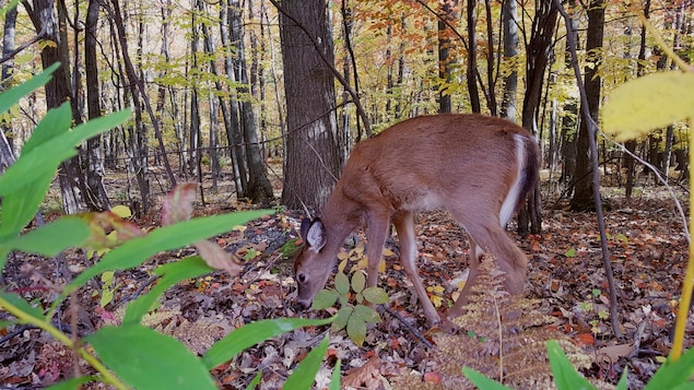 Longueuil is running out of options to control white-tailed deer numbers

