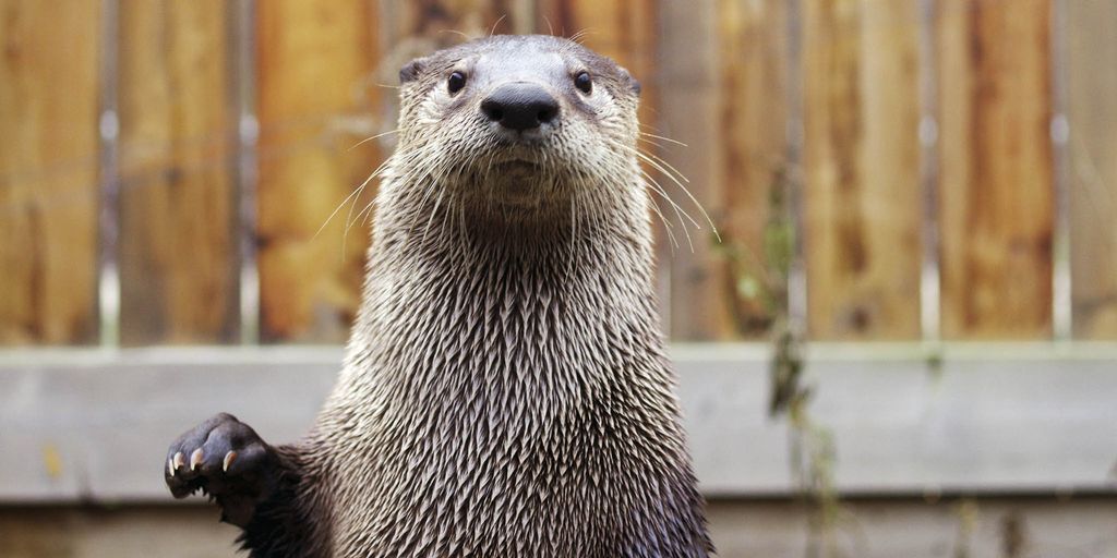   Otters warm up effortlessly |  science |  news |  the sun

