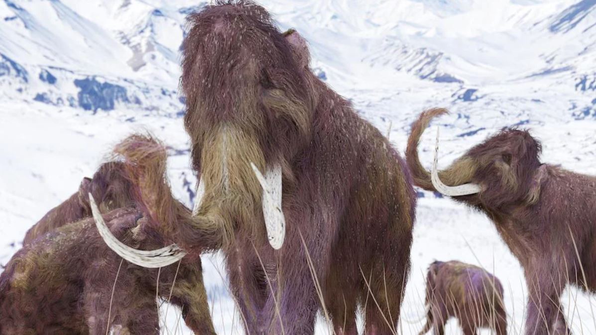 Woolly Mammoth, Great Walk - Eye on the North Pole

