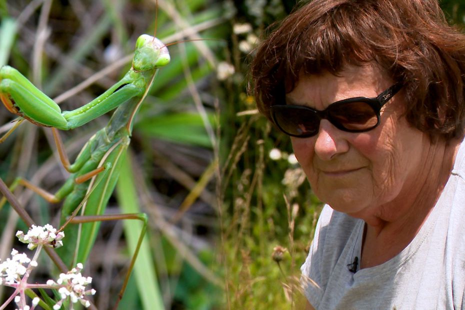 In Franche-Comté, Agnes tracks insects in search of science

