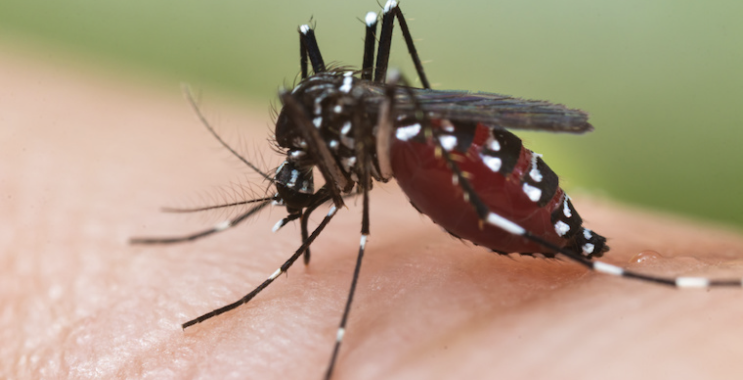 75 cas de dengue à La Réunion : les cas en diminution