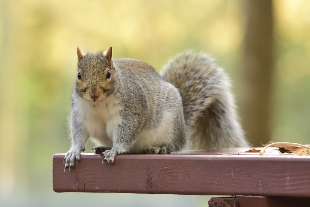   Acrobats and squirrels do parkour to get around |  science |  News |  the sun

