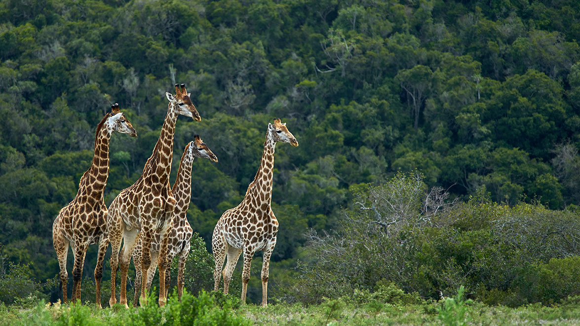 Animal Intelligence: Giraffes will form as strong social bonds as elephants!

