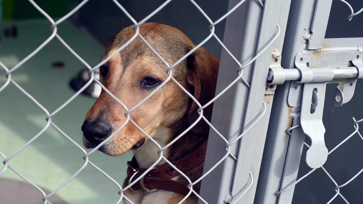 Shelter dogs are slaughtered due to health restrictions

