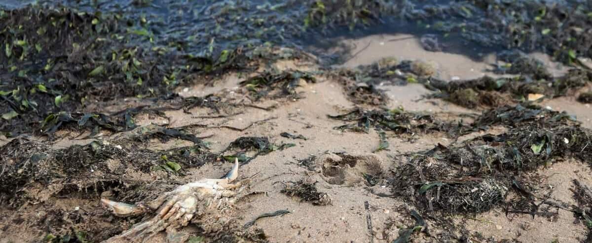 Spain: Asphyxiated by nitrates, the Lesser Sea spits out thousands of dead fish

