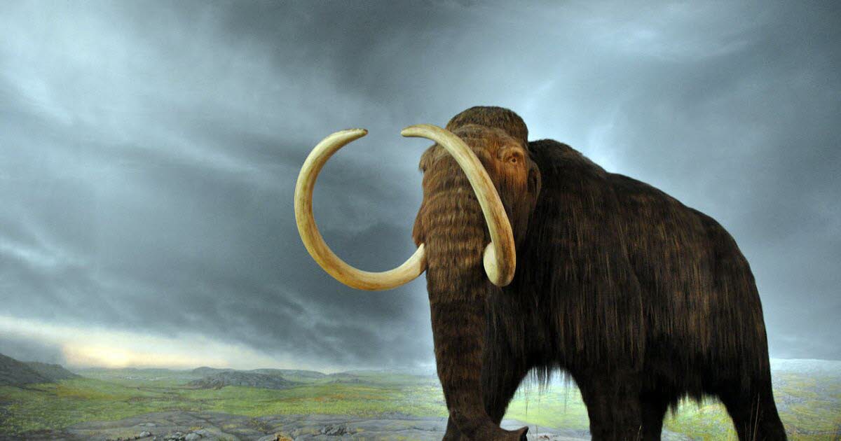   Sciences.  The return of the woolly mammoth to the North Pole?  An American company is working on it

