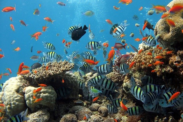 14% of coral reefs have disappeared in 10 years

