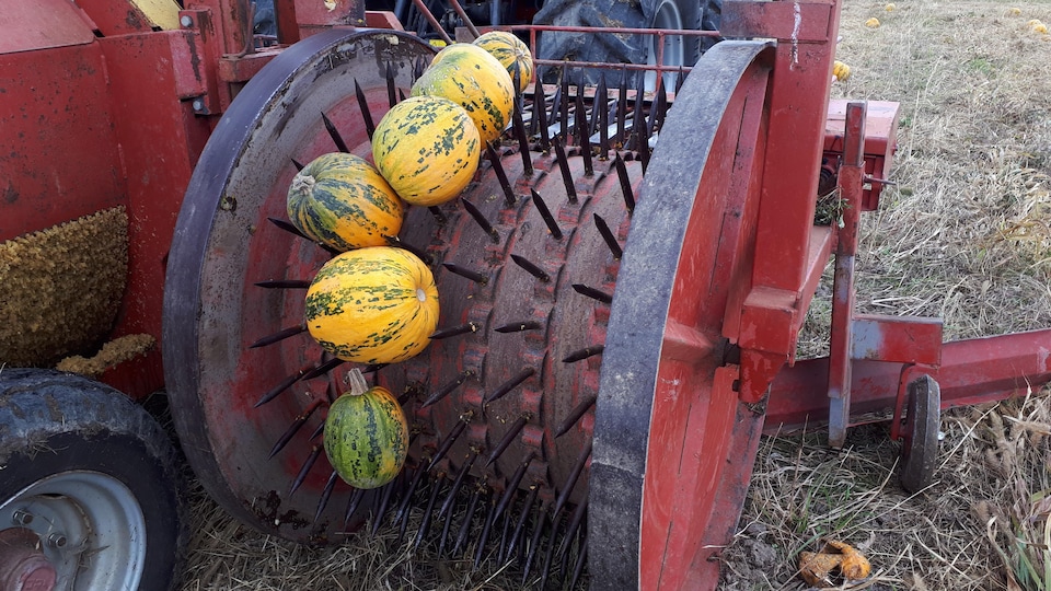 Pumpkin on the ax wheel.