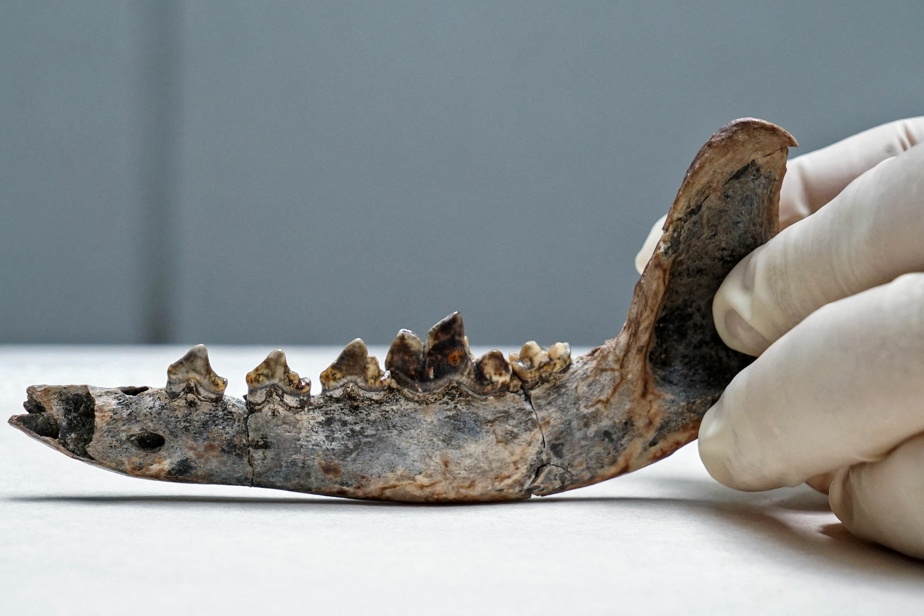   Central America |  Dog jaw, a sign of human existence 12,000 years ago?

