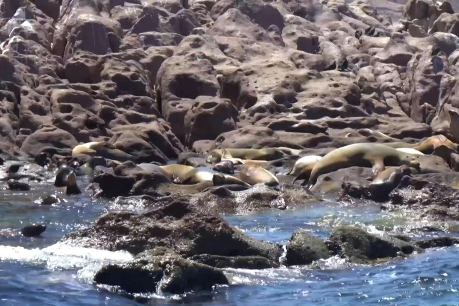   Mexico |  A colony of sea lions is in rebellion against its extinction

