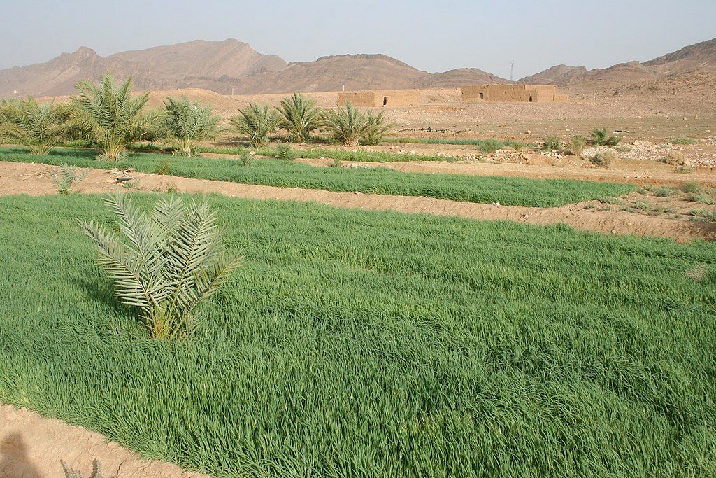 Study results could help develop crops more suited to the arid environment