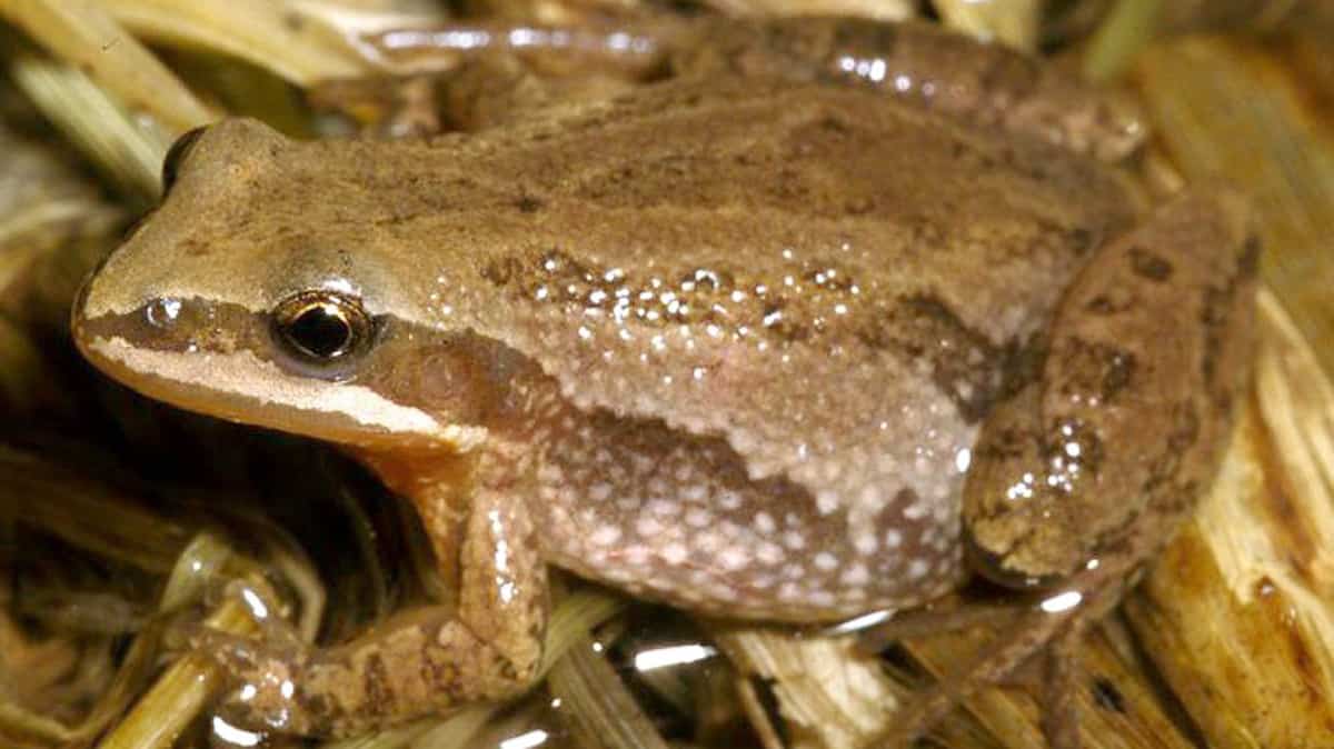 Canada is ready to issue an emergency order to protect the frog chorus

