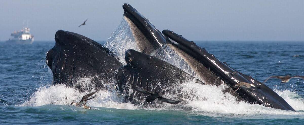 The appetite of whales is much greater than expected and essential to the ecosystem

