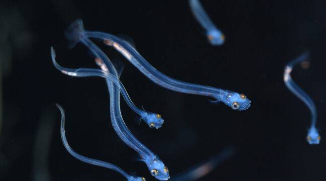 How baby herring larvae help study climate change

